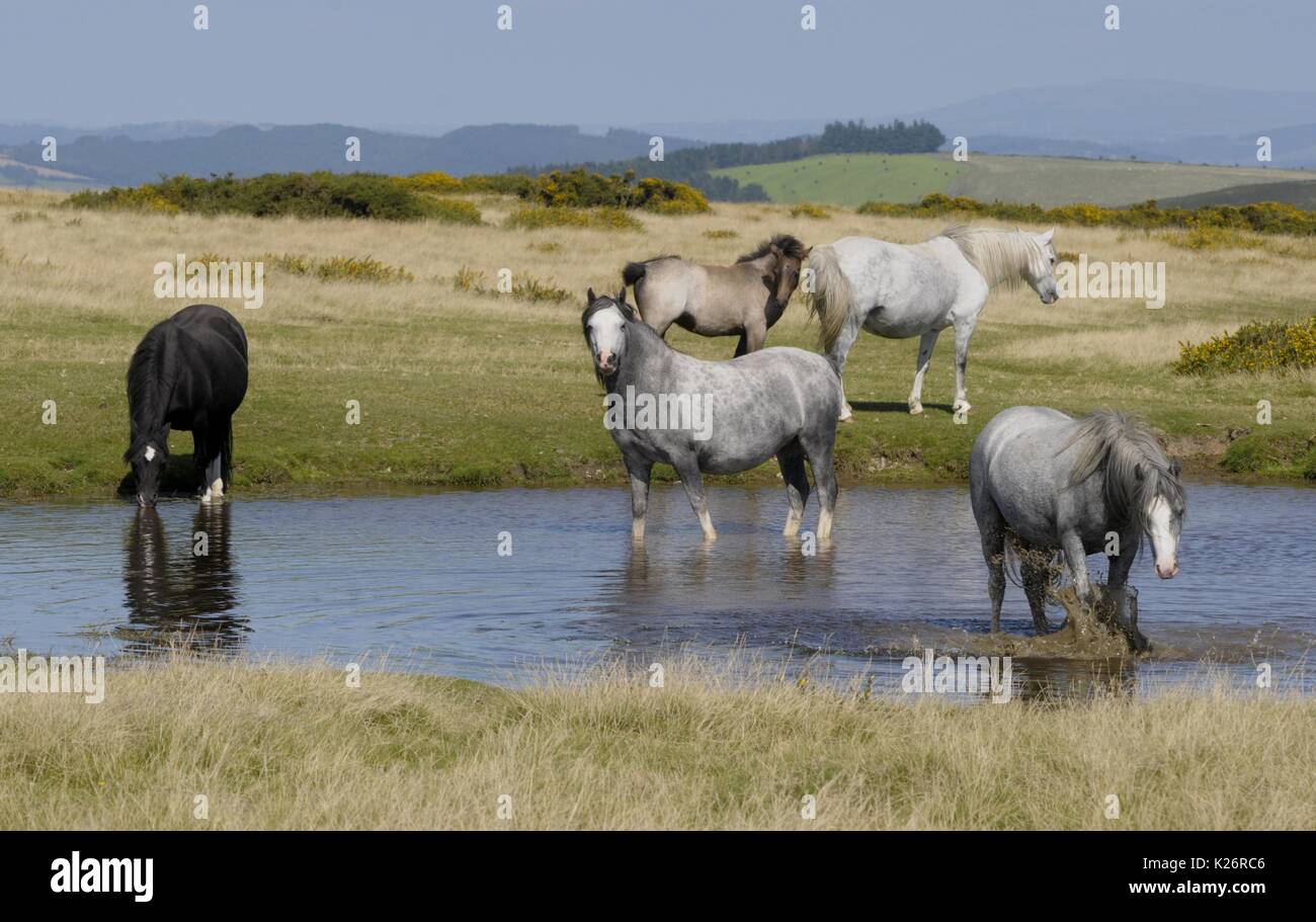 Wild ponies cool down in a pond on Hergest Ridge, Kington, Herefordshire Stock Photo Alamy