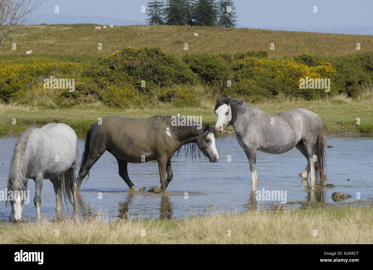 Wild ponies cool down in a pond on Hergest Ridge, Kington, Herefordshire Stock Photo Alamy