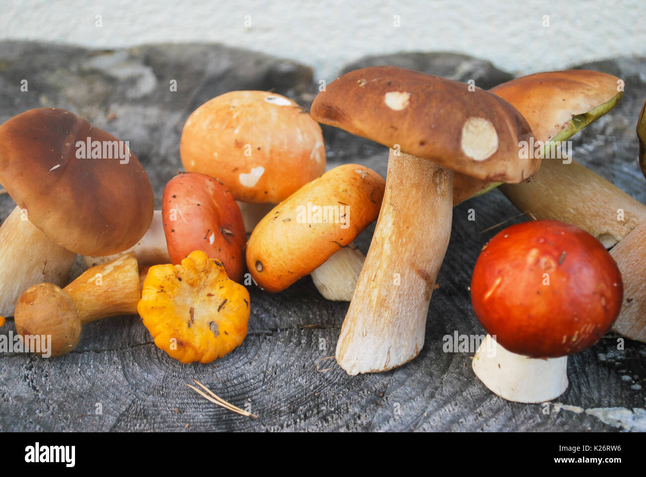 Mix of different mushrooms picked in the forest in autumn: Latvian nature Stock Photo