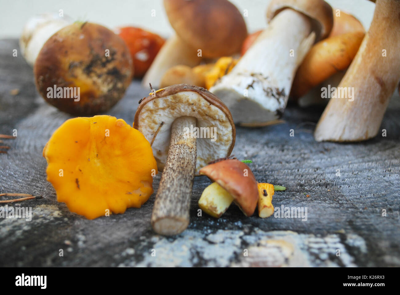 Mix of different mushrooms picked in the forest in autumn: Latvian nature Stock Photo