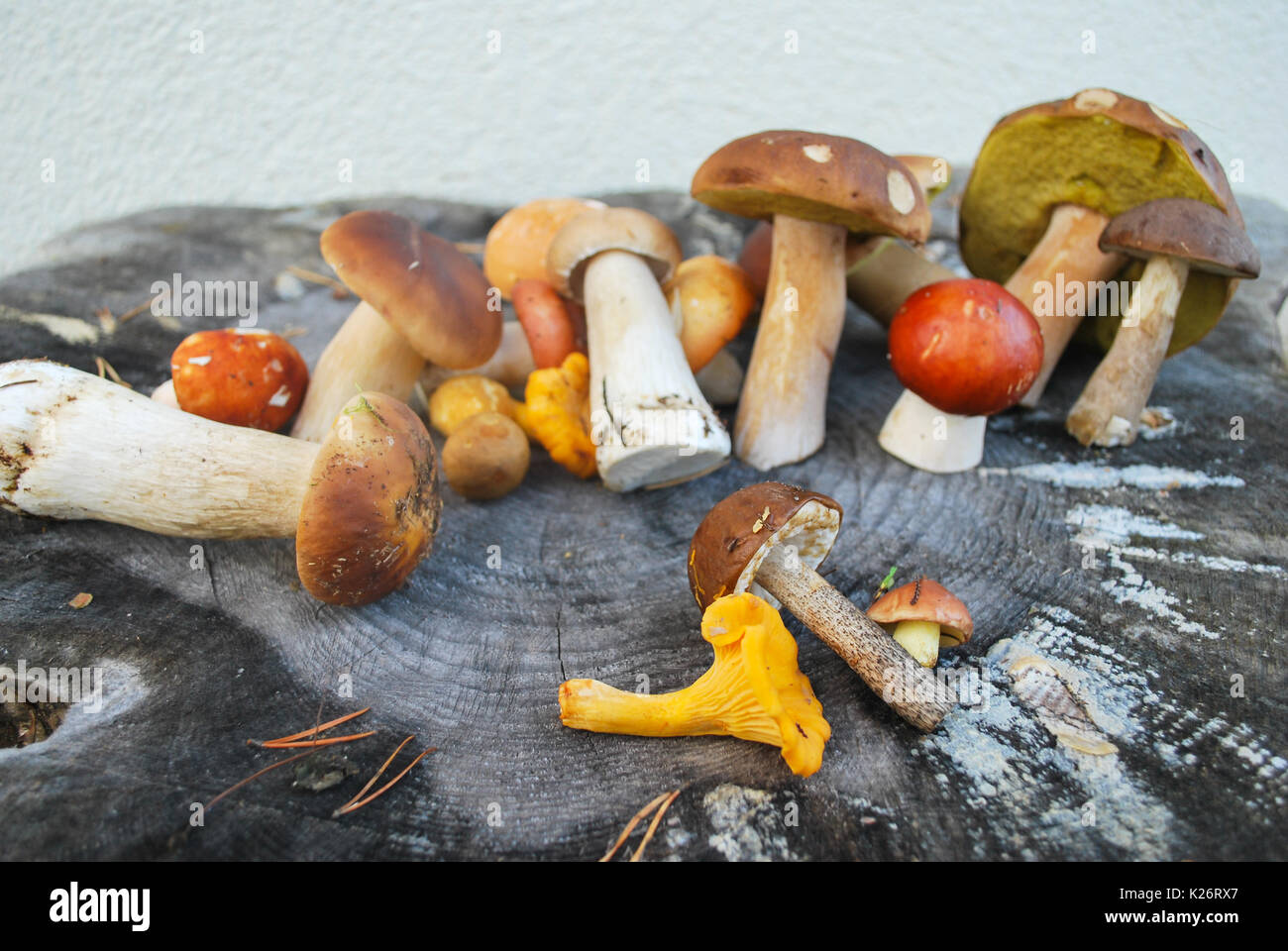 Mix of different mushrooms picked in the forest in autumn: Latvian nature Stock Photo
