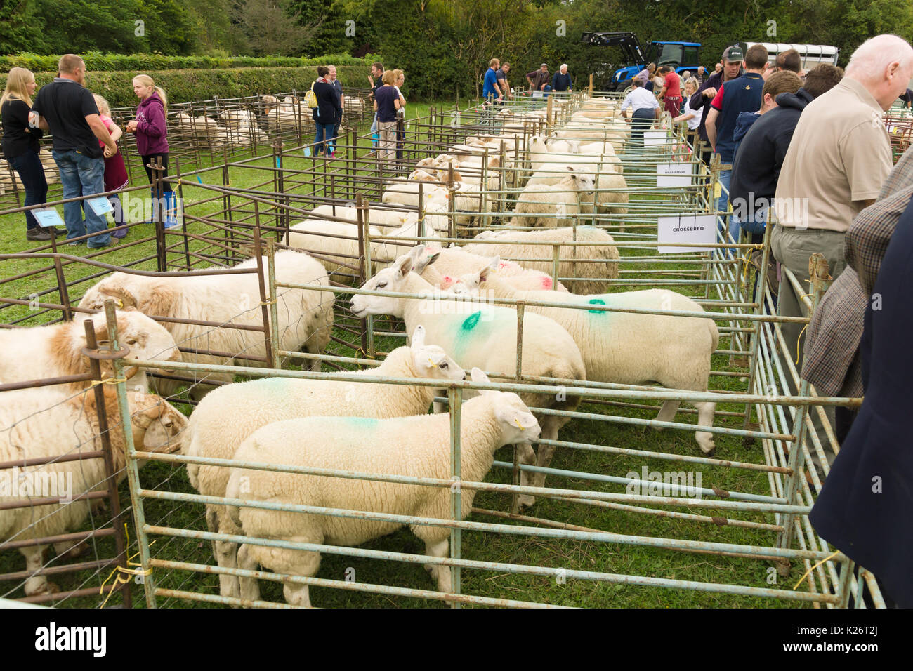 Farmers and their prize sheep competing in the annual Ceiriog Valley Sheep Dog Trials in Glyn Ceiriog North Wales Stock Photo