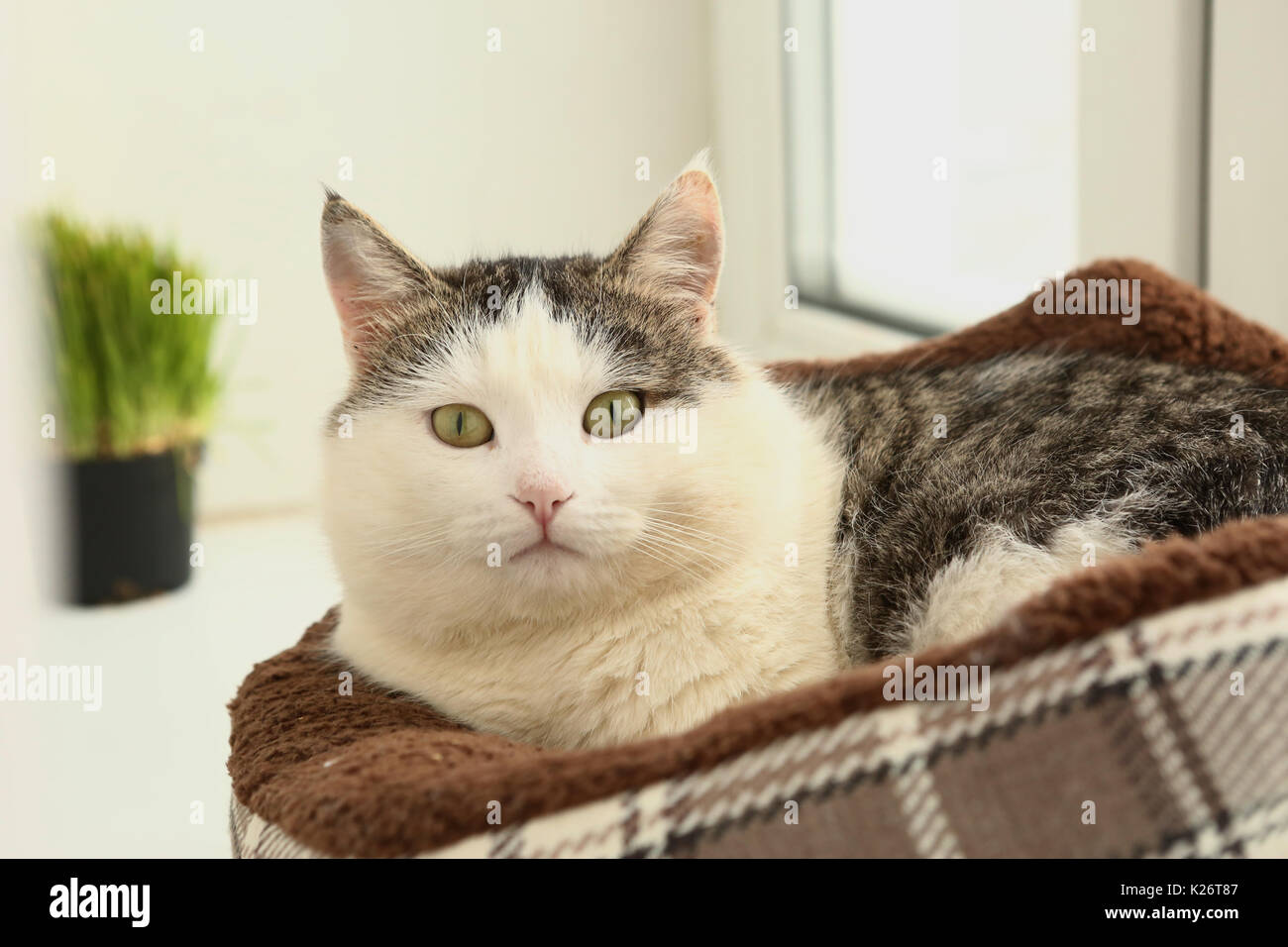 white face tom mail cat lay in bed on windowsill with grass in pot on background Stock Photo