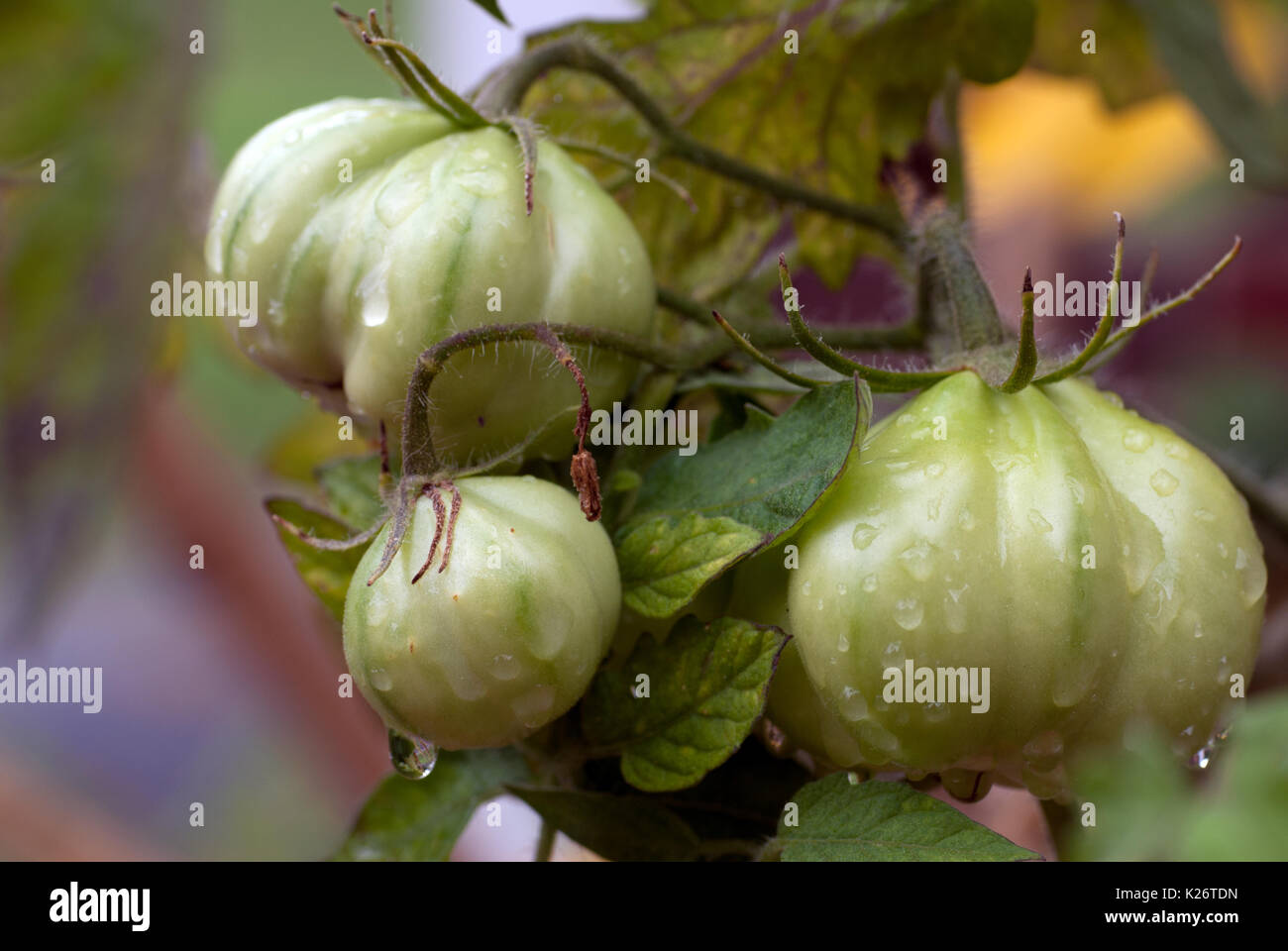 Water droplets on ripening tomatoes on the vine after the rain Stock Photo