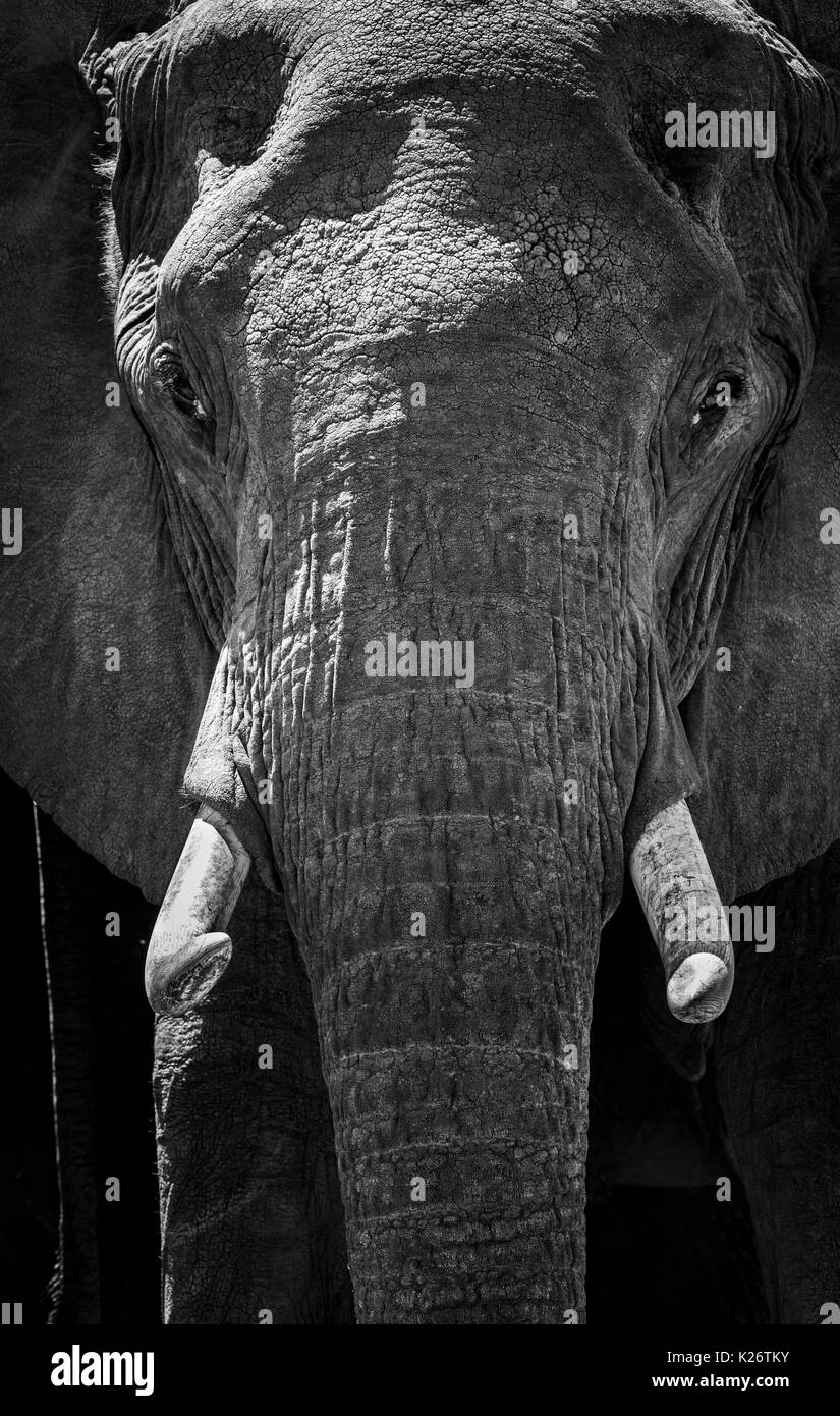 African safari Big 5: Close up of head, tusks and wrinkled skin of an adult African bush elephant (Loxodonta africana), Masai Mara, Kenya: monochrome Stock Photo