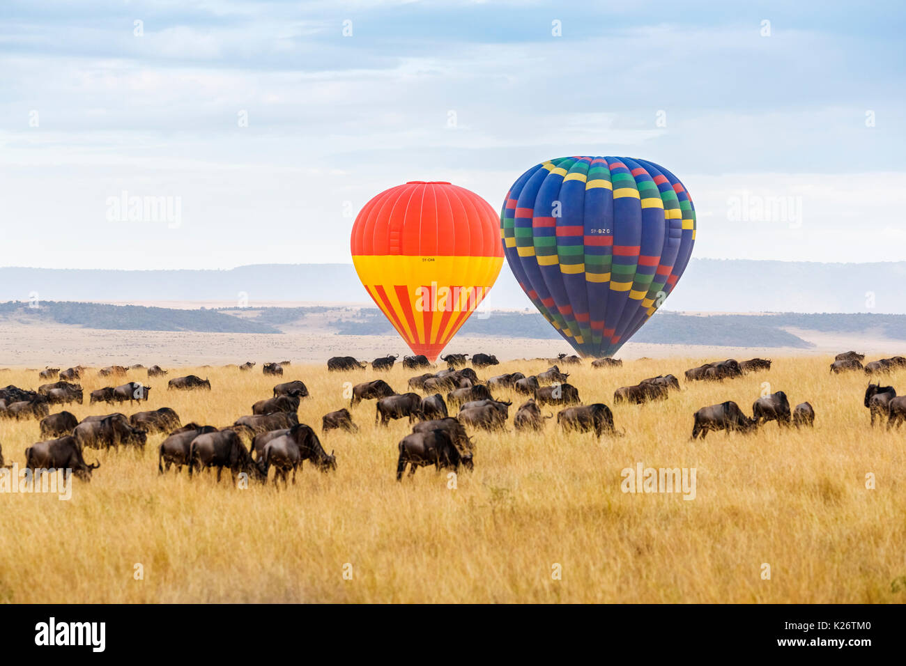 View of two hot air balloons rising over a herd of blue wildebeest (Connochaetes taurinus) in the savannah in the early morning, Masai Mara, Kenya Stock Photo