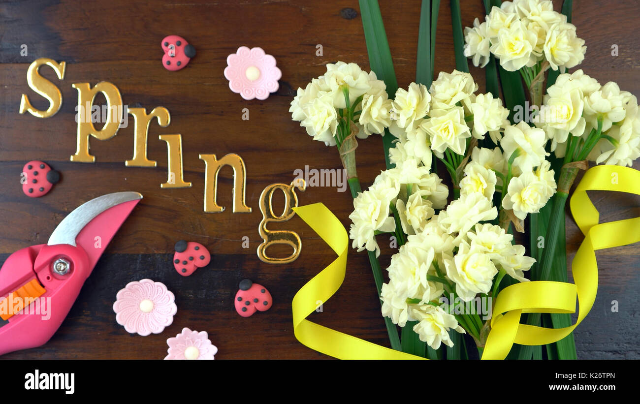 Spring ovehead with Springtime Erlicheer jonquil daffodils on a rustic wood table background. Stock Photo