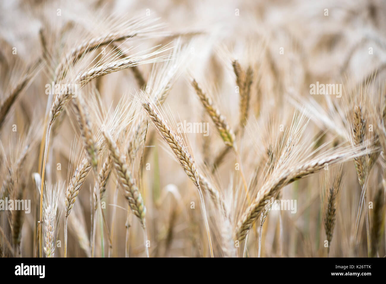 Triticale ears (Triticum aestivum x Secale cereale), cross between