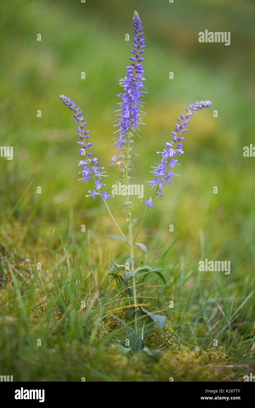 Spiked speedwell (Veronica spicata), Emsland, Lower Saxony, Germany Stock Photo