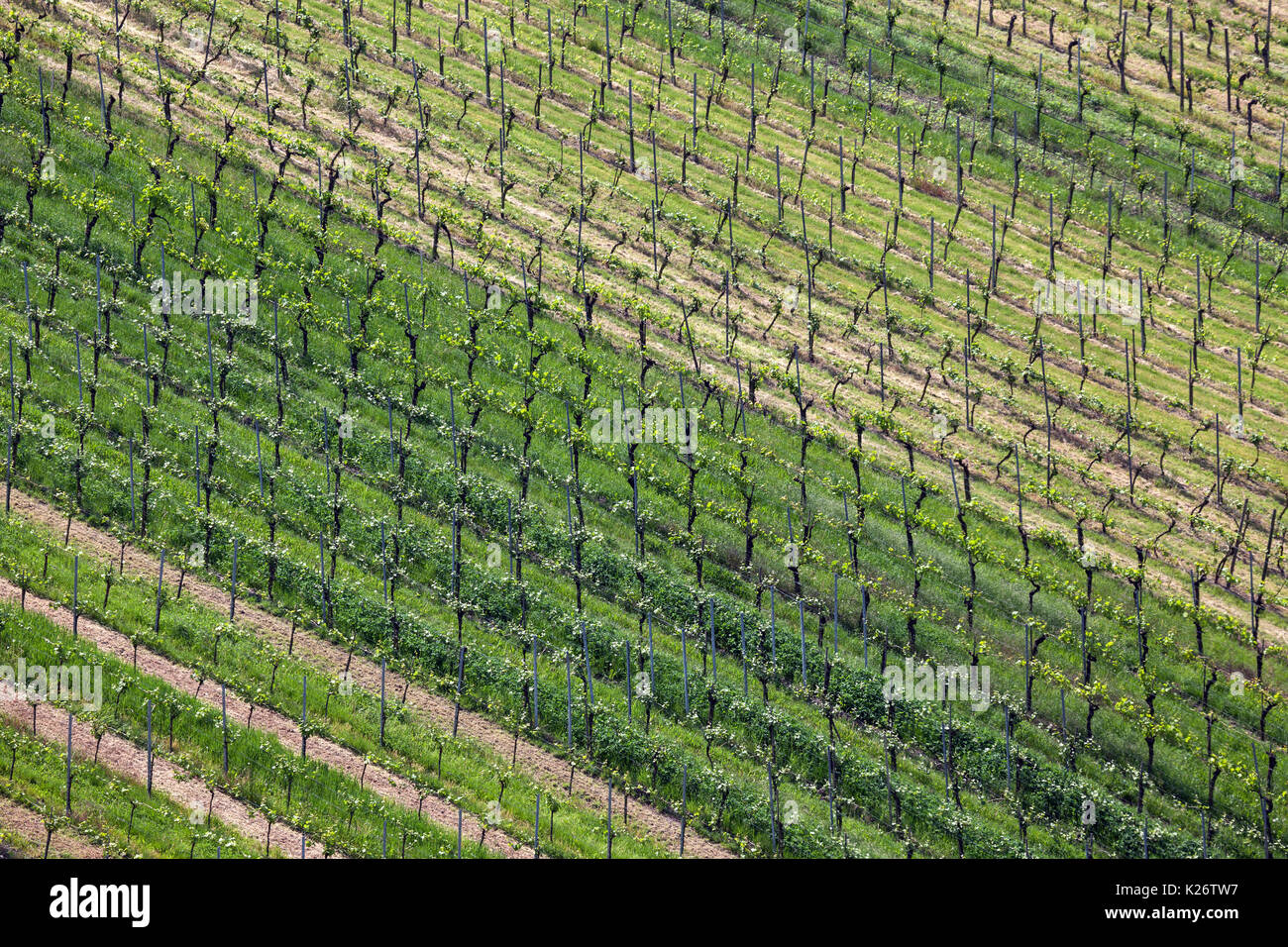Wine growing, vineyard with vines, Strümpfelbach, Baden-Württemberg, Germany Stock Photo