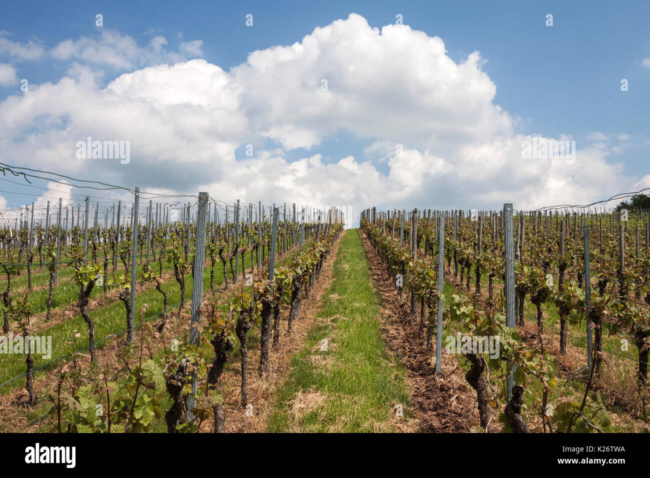 Wine growing, vineyard with vines, Strümpfelbach, Baden-Württemberg, Germany Stock Photo