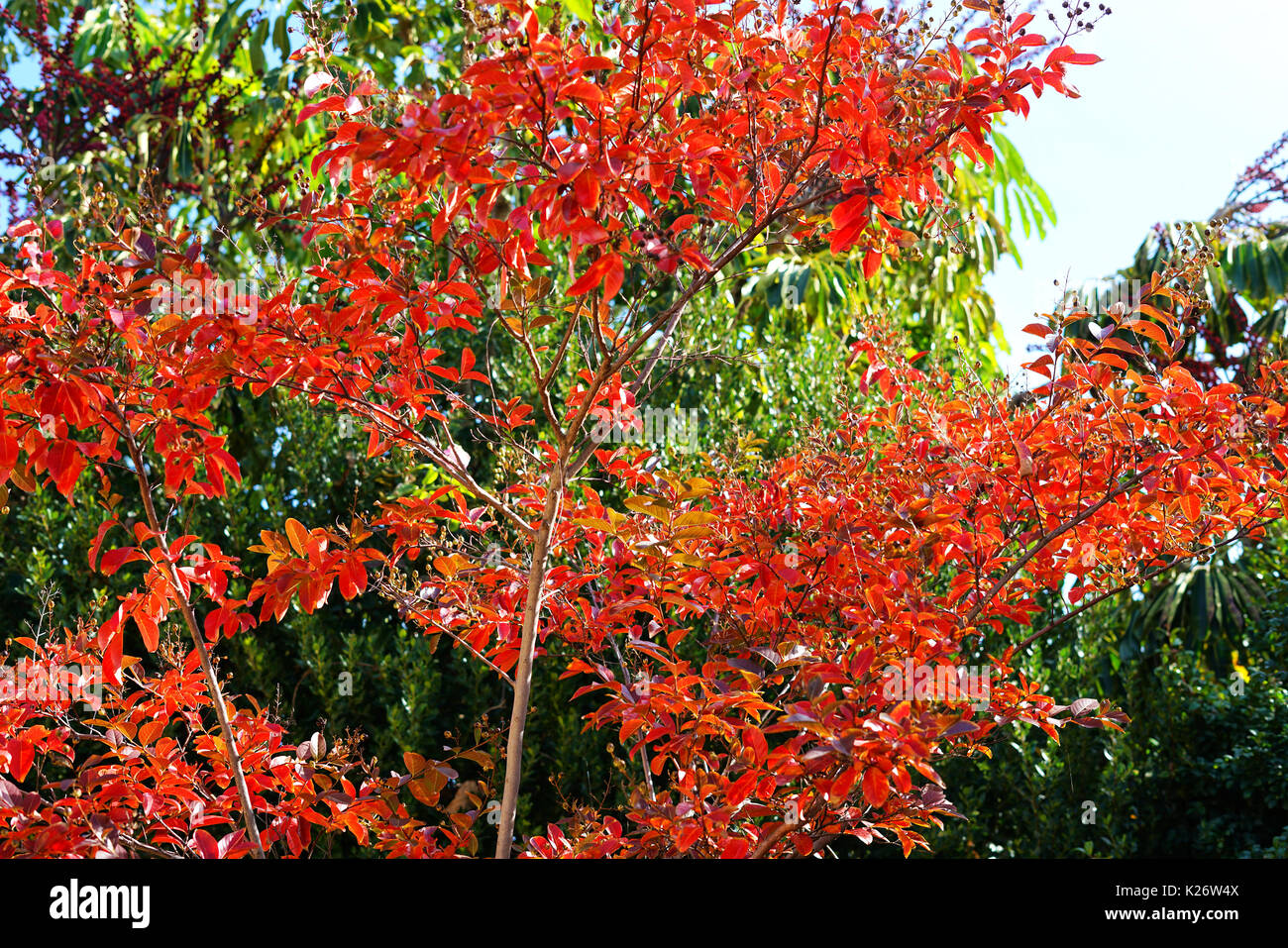 Vibrant red autumn leaves fall closeup on a young Crepe Myrtle tree ...