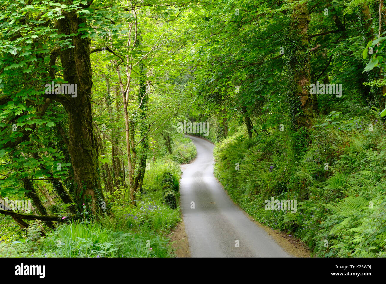 Small country road through forest, Constantine, Cornwall, England, United Kingdom Stock Photo