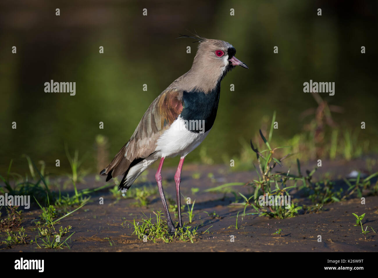 Southern lapwing (Vanellus chilensis), Pantanal, Mato Grosso do Sul, Brazil Stock Photo