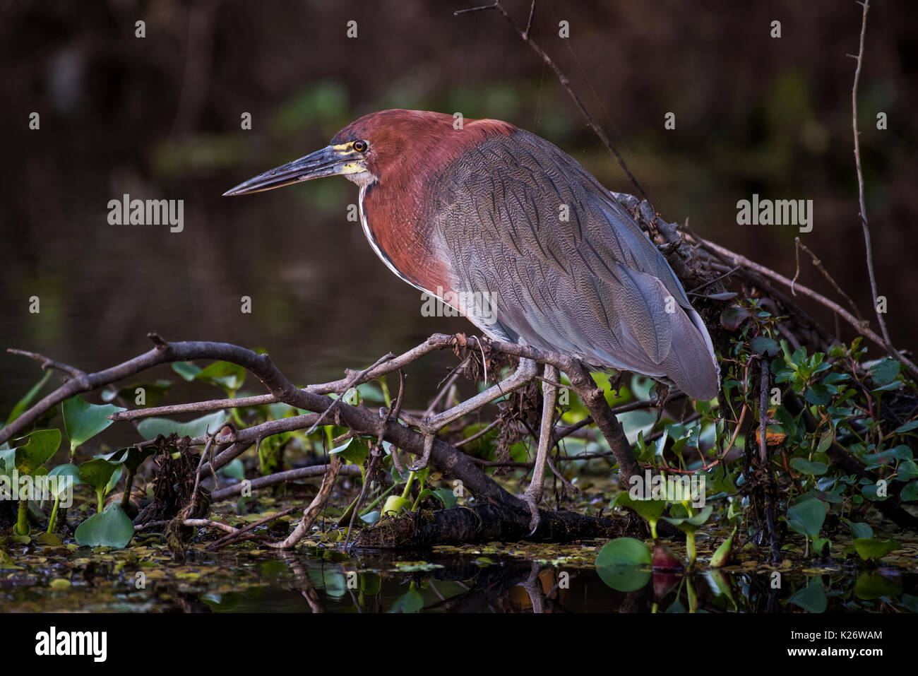 Rufescent tiger heron (Tigrisoma lineatum) standing on branch in water ...