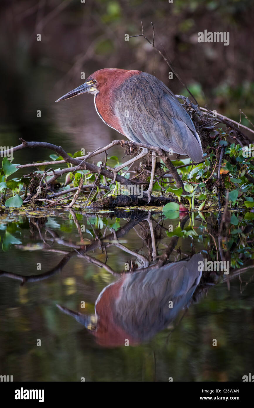 Tigrisoma lineatum brazil hi-res stock photography and images - Alamy