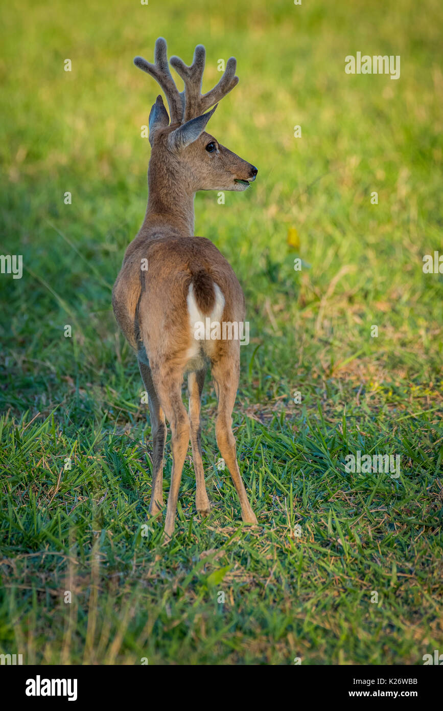 Pampas deer (Ozotoceros bezoarticus), male, Pantanal, Mato Grosso do Sul, Brazil Stock Photo