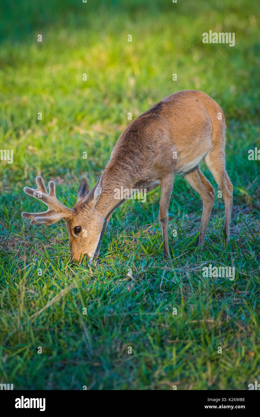Pampas deer (Ozotoceros bezoarticus), male, feeding, Pantanal, Mato Grosso do Sul, Brazil Stock Photo