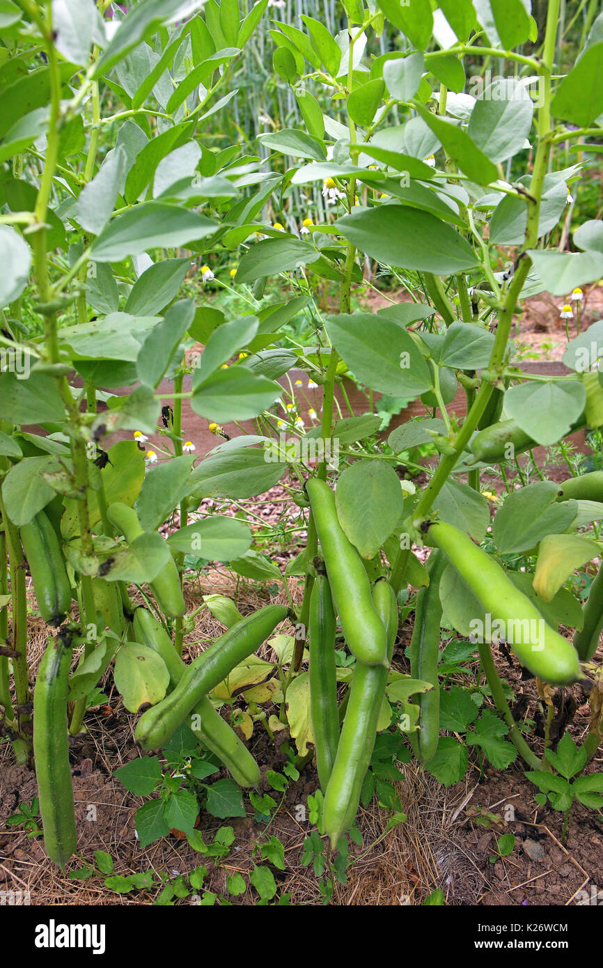 Broad bean (Vicia faba), also fava bean, faba bean, field bean, bell bean, Germany Stock Photo
