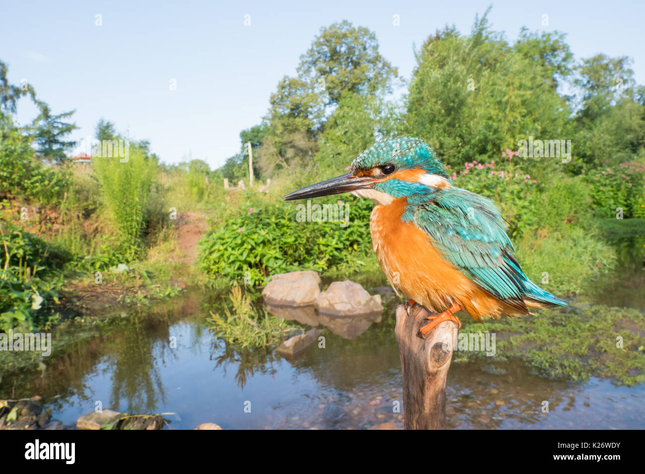 Kingfisher (Alcedo atthis) on branch in his habitat, wide angle shot, Hesse, Germany Stock Photo