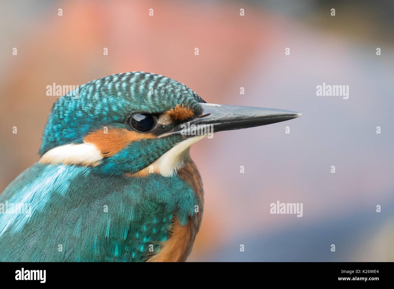 Male kingfisher (Alcedo atthis), young bird, portrait, Hesse, Germany Stock Photo