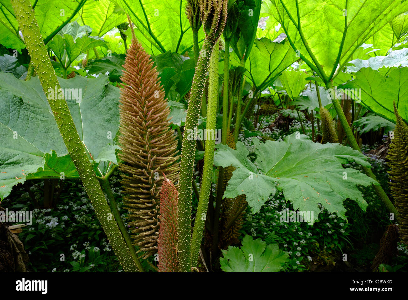 Leaves and flowers of Giant Rhubarb (Gunnera manicata), Trebah Garden