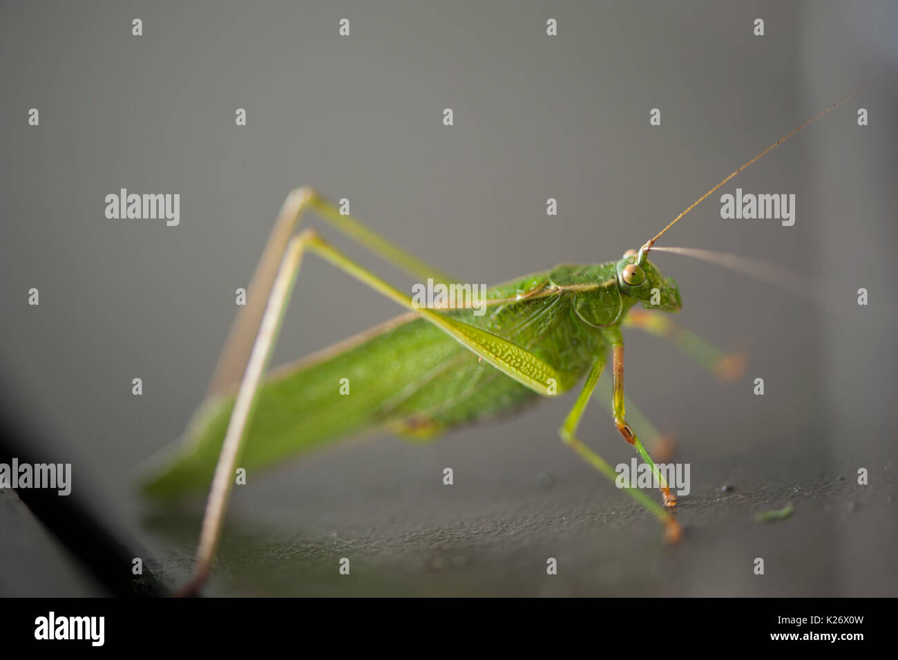 Fork Tailed Bush Katydid resting on a Dumpster Stock Photo