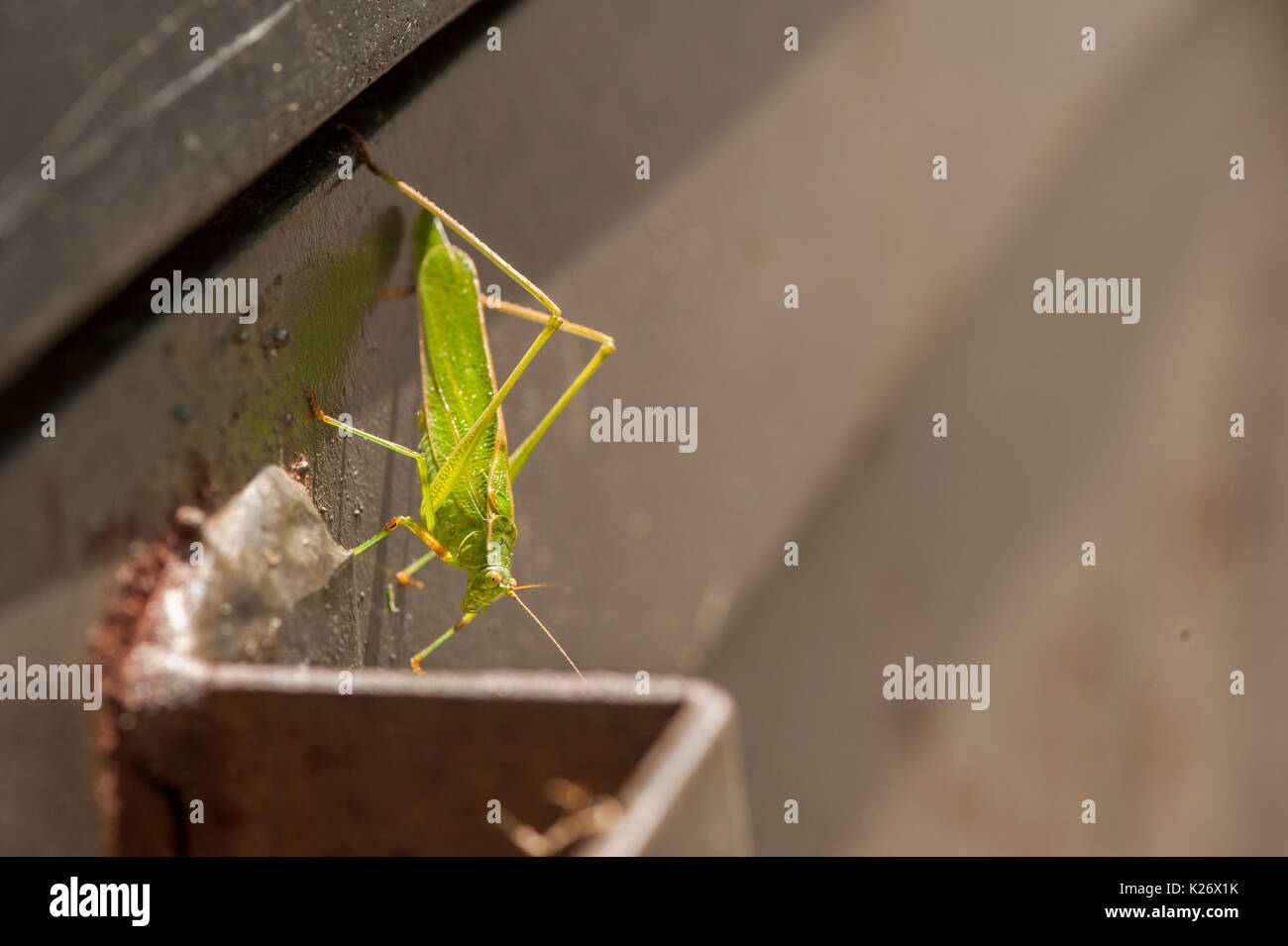 Fork Tailed Bush Katydid resting on a Dumpster Stock Photo