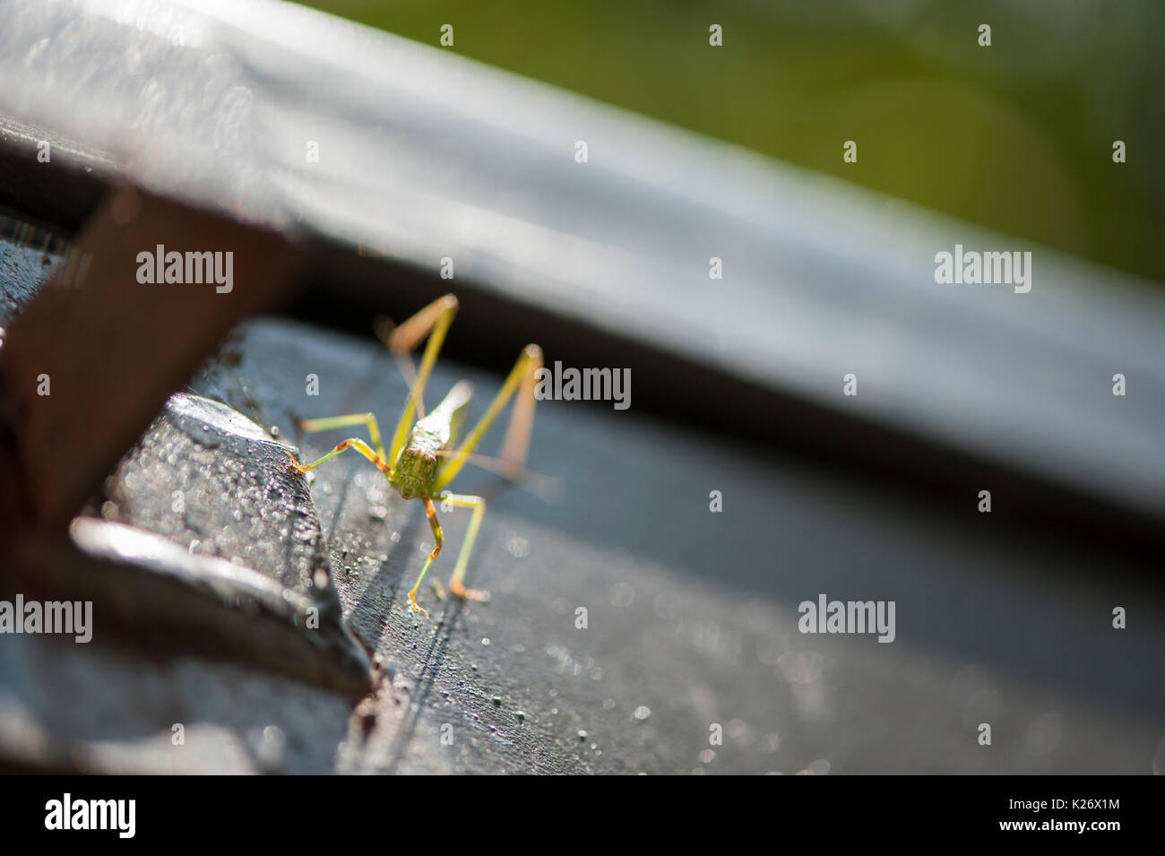 Fork Tailed Bush Katydid resting on a Dumpster Stock Photo