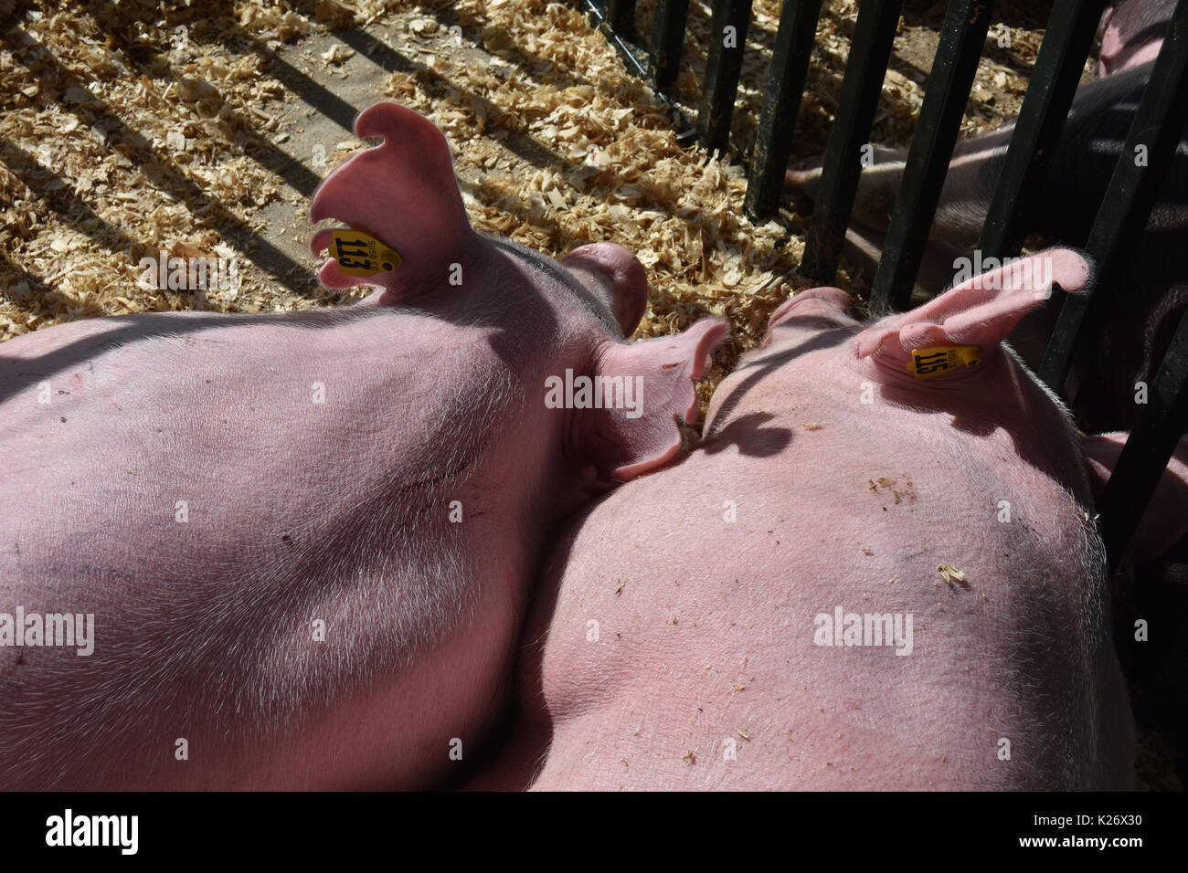 Two pink pigs snooze at the country fair Stock Photo