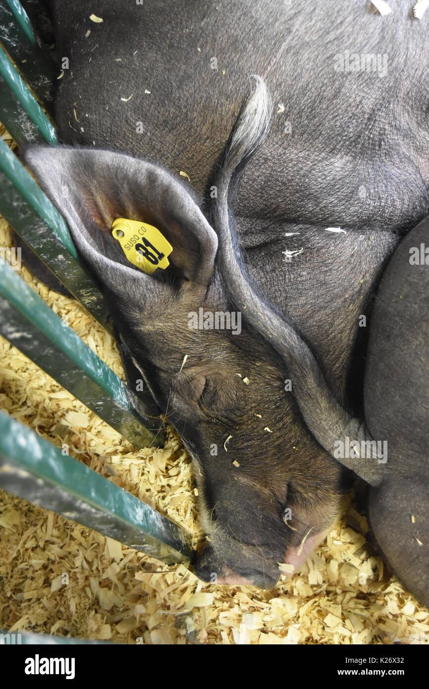 Textural closeup of sleeping pigs Stock Photo