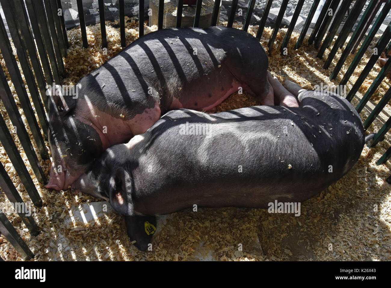 Pigs in pen sleep under artful shadowed light Stock Photo