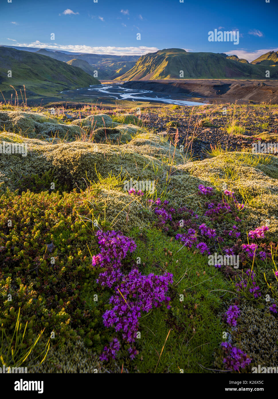 moss-and-scenery-in-the-southern-region-of-iceland-stock-photo-alamy