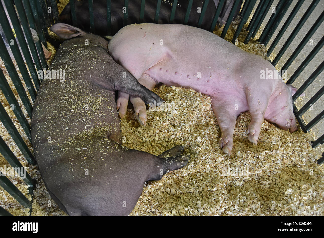 Pigs snuggle in pen at fair Stock Photo