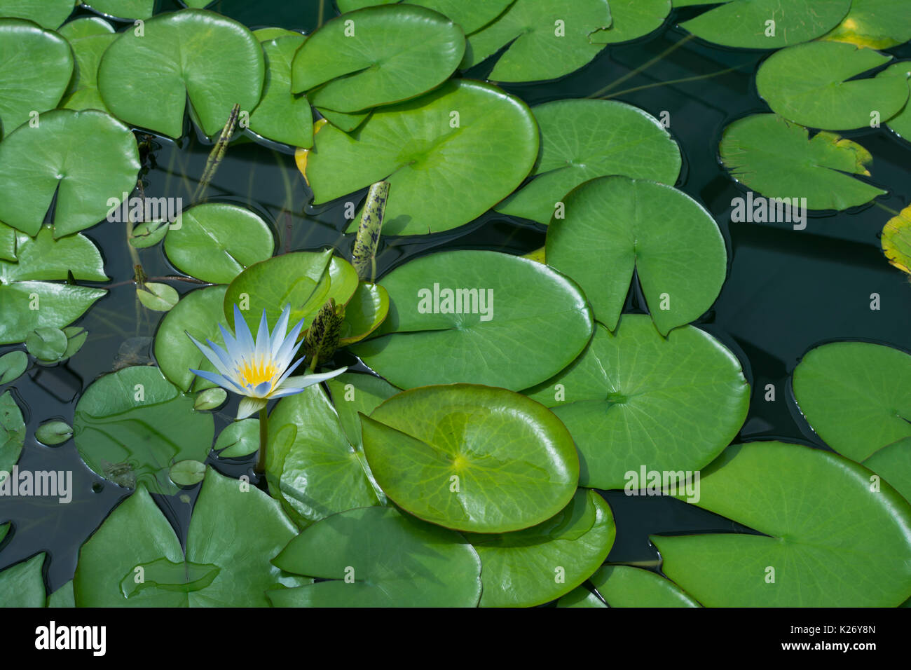 Single Nymphaea Caerulea flower or Blue Lotus of Egypt surrounded by