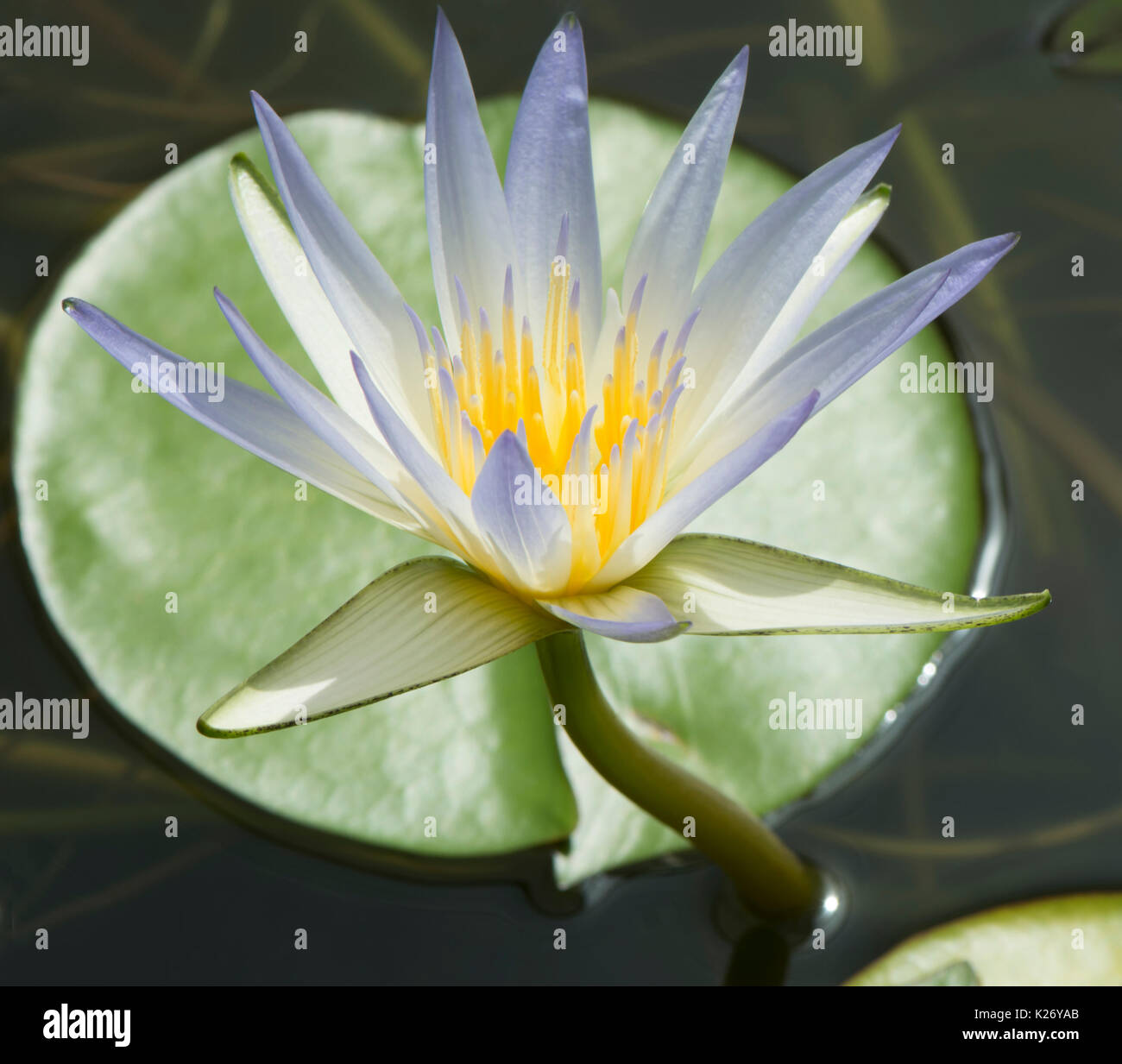 Blue lotus hi-res stock photography and images - Alamy
