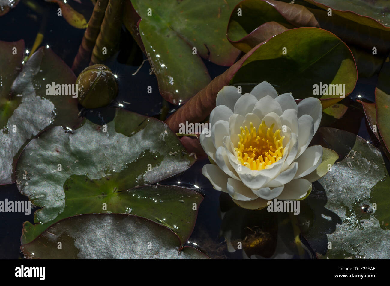 White Nymphaea 'Caroliniana Nivea' Waterlily situated to the right. Stock Photo
