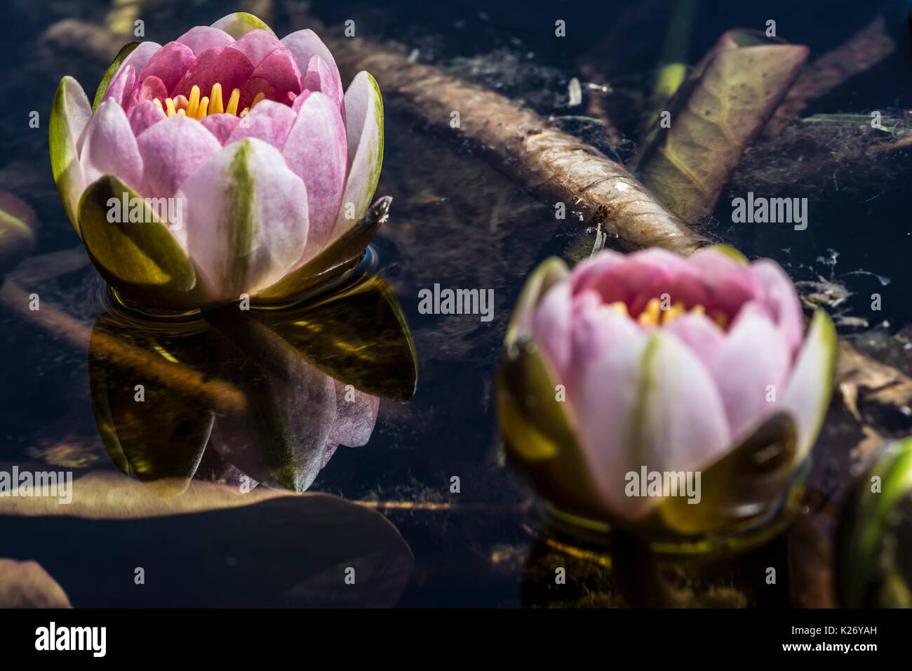 Two Nymphaea 'Mrs Richmond' Waterlilies with selective focus on the waterlily that is reflected in the surface of the water lily pond. Stock Photo