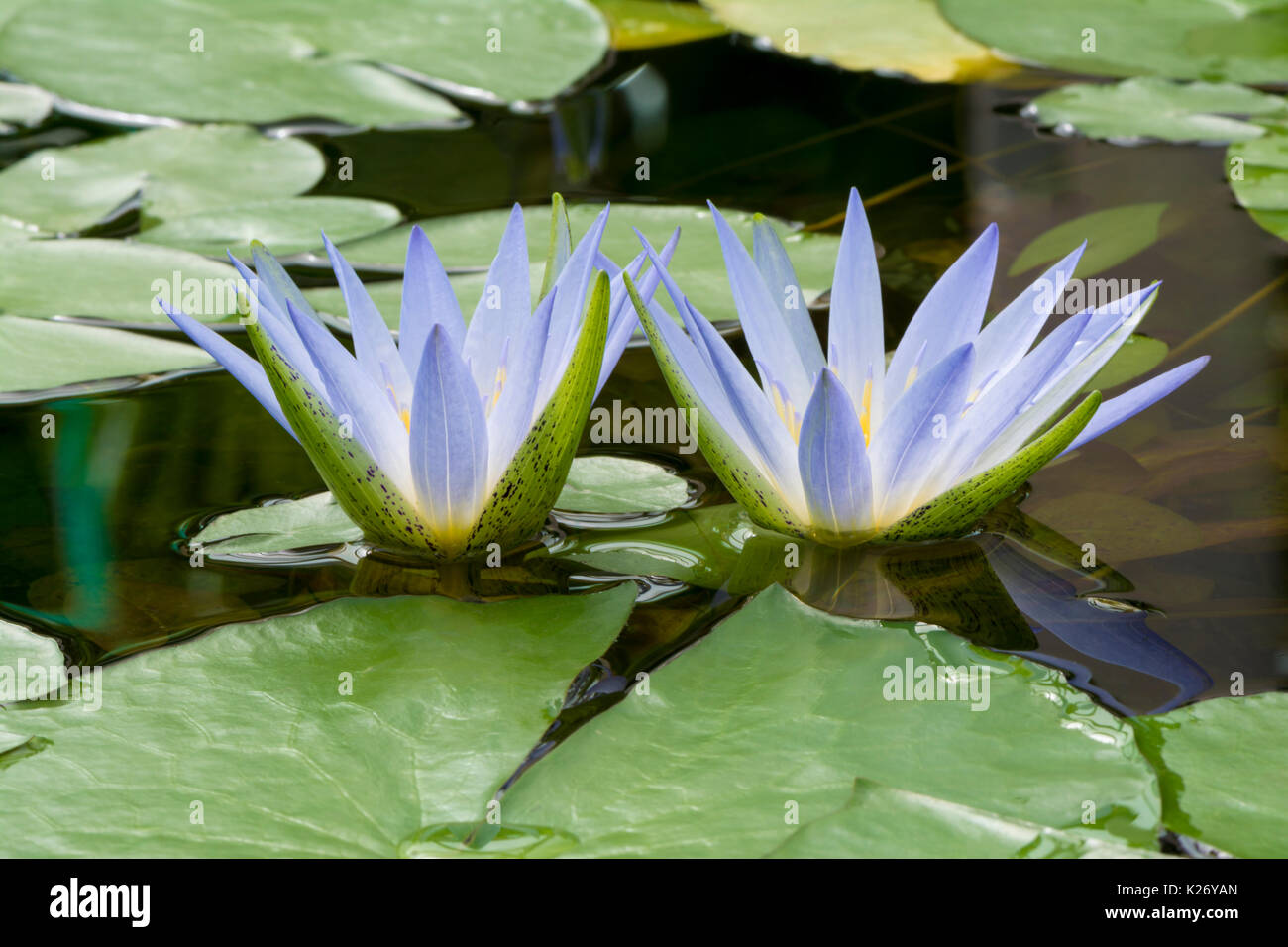 Blue egyptian water lily hi-res stock photography and images - Alamy