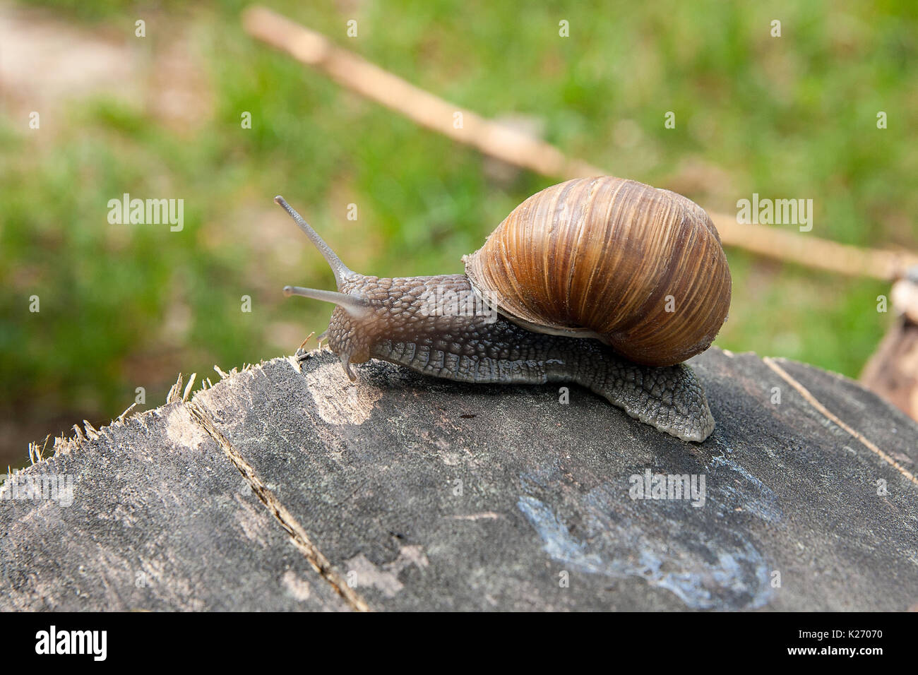 Roman Snail Helix pomatia. Helix pomatia, common names the Roman