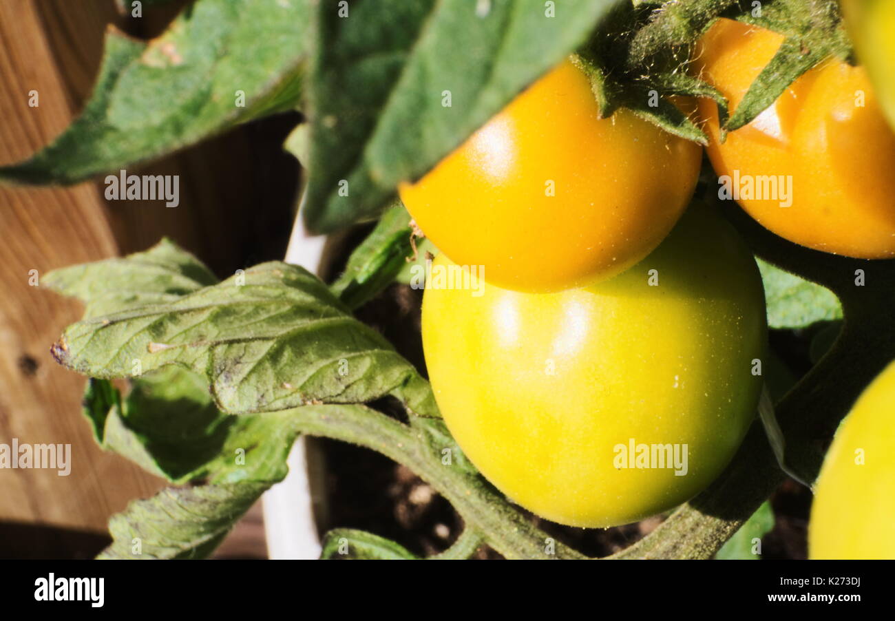 Tomato plant with red, green tomatoes, green leaf, white pot Stock Photo