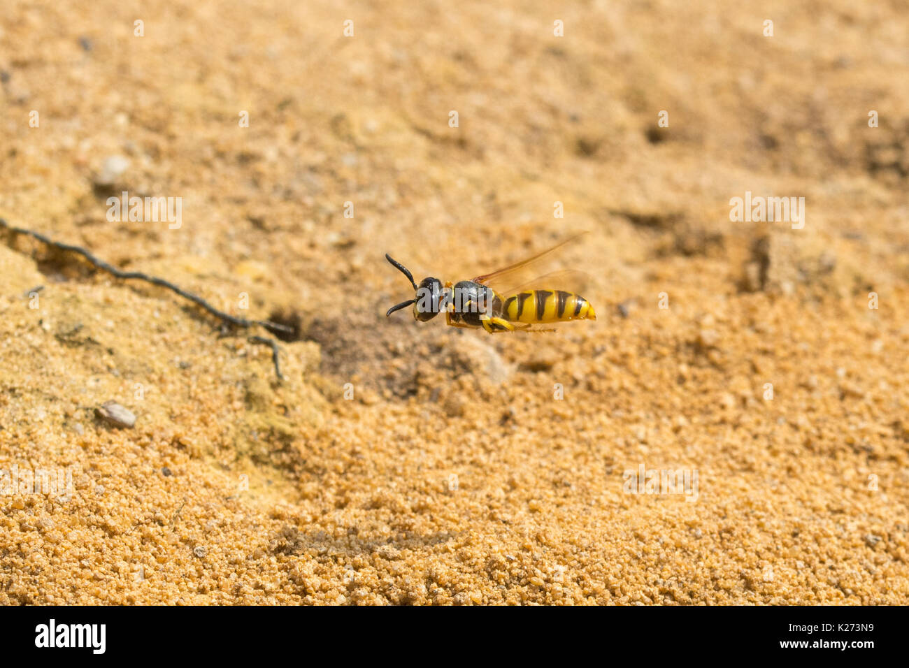 Beewolf wasp (Philanthus triangulum) in flight above its burrow in the sand in Surrey, UK Stock Photo