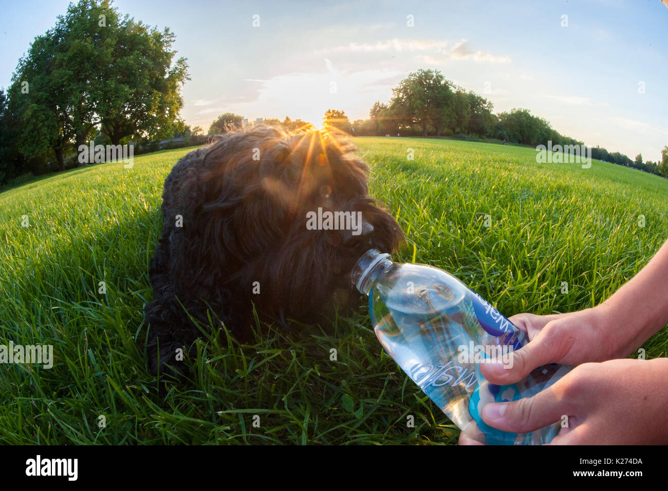 Feeding a thirsty dog some water Stock Photo