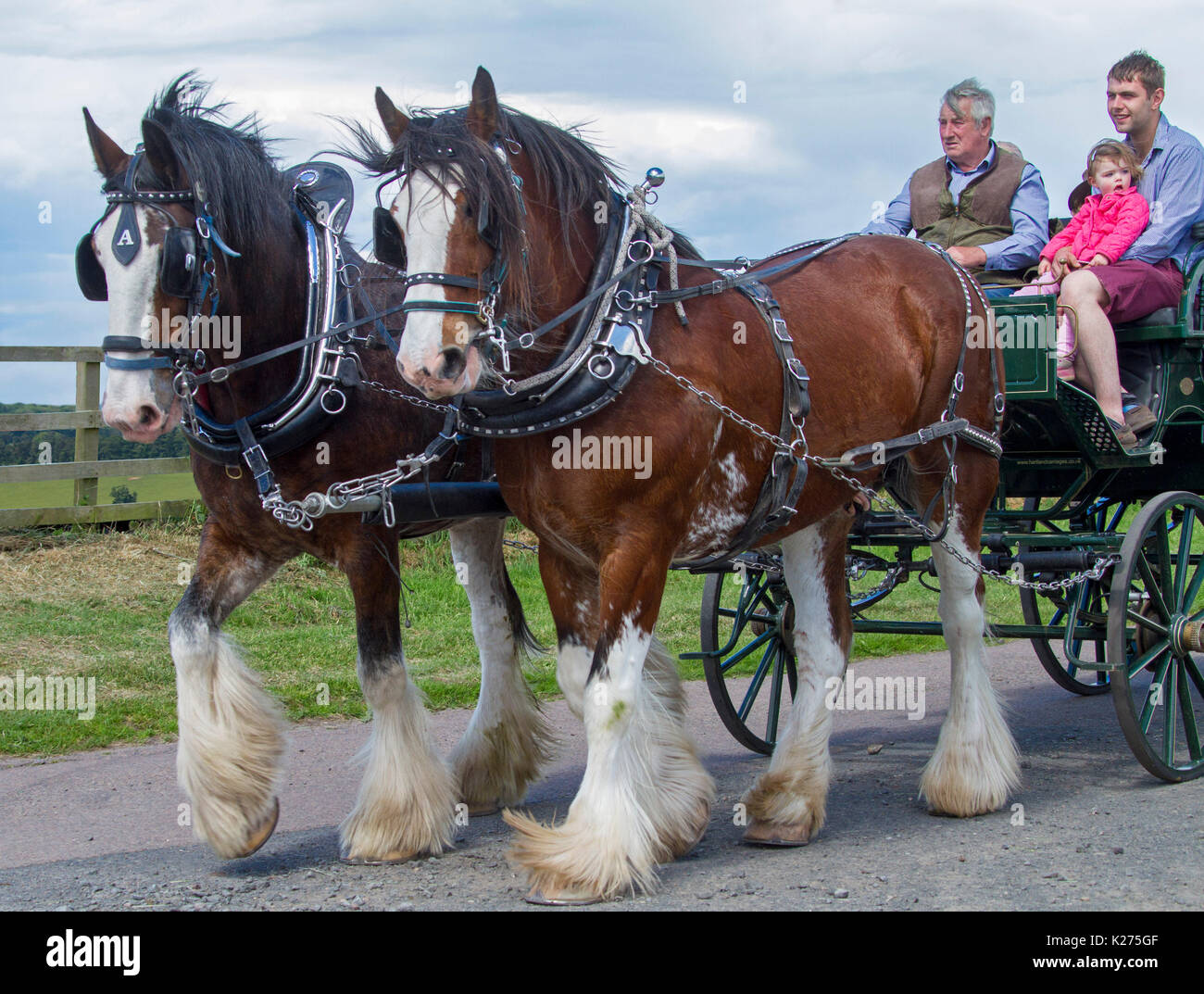 Pair of beautifully presented Clydesdale draught horses pulling sulky with passengers, elderly man, son,  young child,  near village of Etal, England Stock Photo