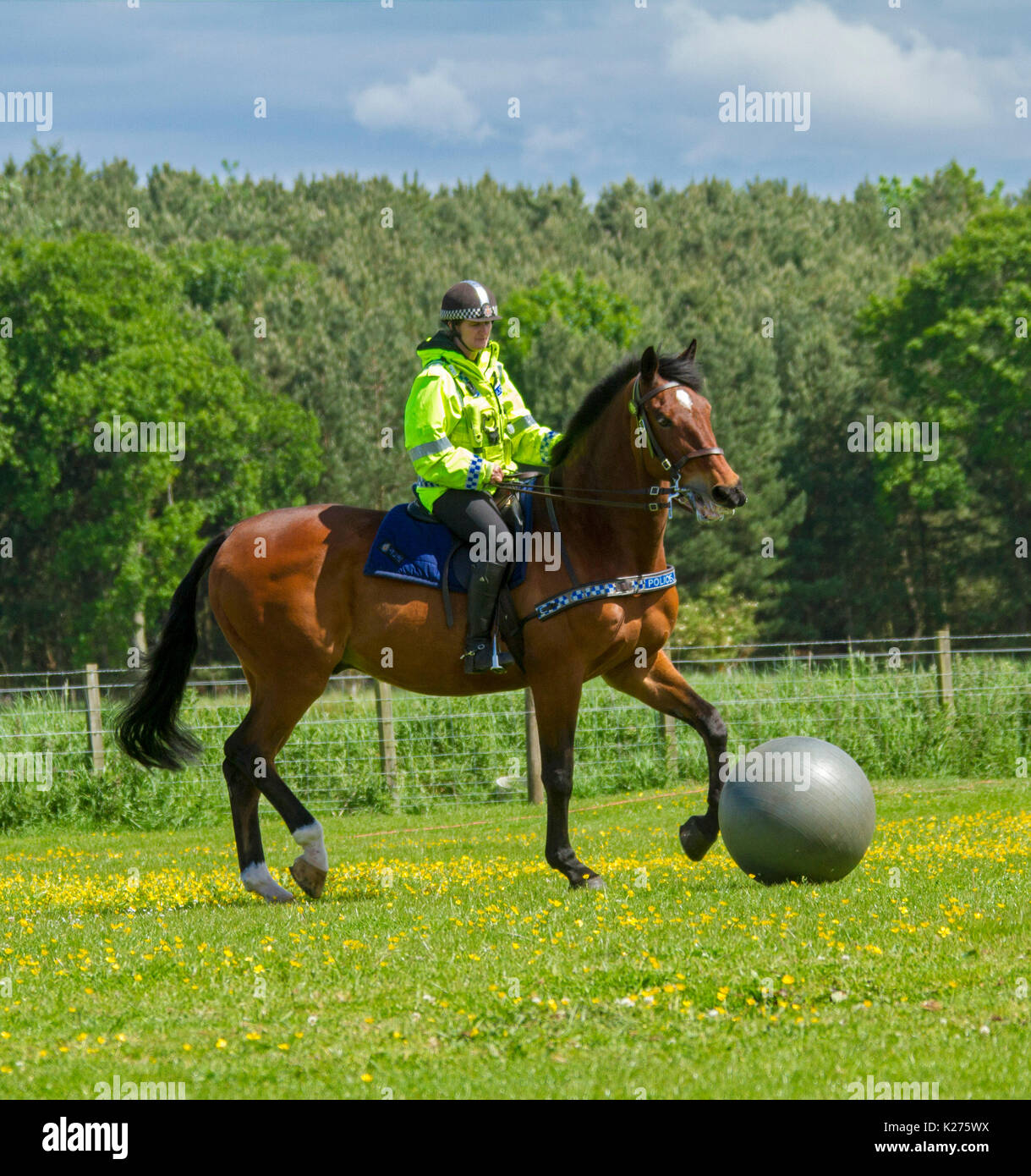 Police woman riding bay horse playing game of horse football in rural area near Etal in Northumberland, England Stock Photo