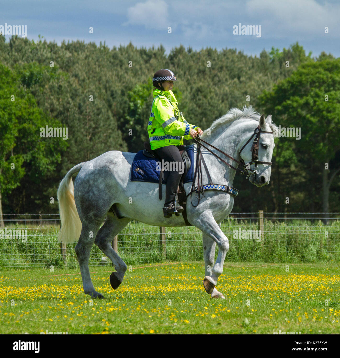 Police woman riding grey horse in rural area near Etal in Northumberland, England Stock Photo
