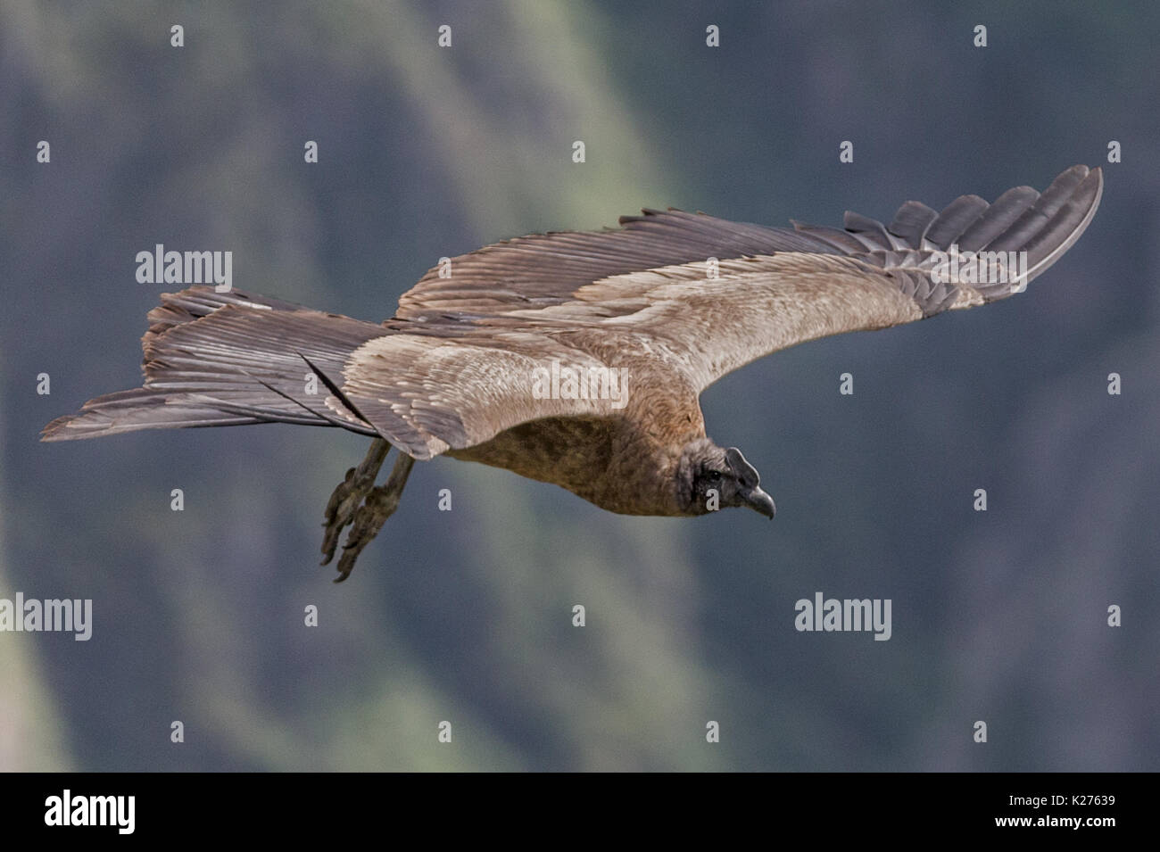 Juvenile male Condor vulture Mirador de la Cruz del Condor Peru Stock Photo