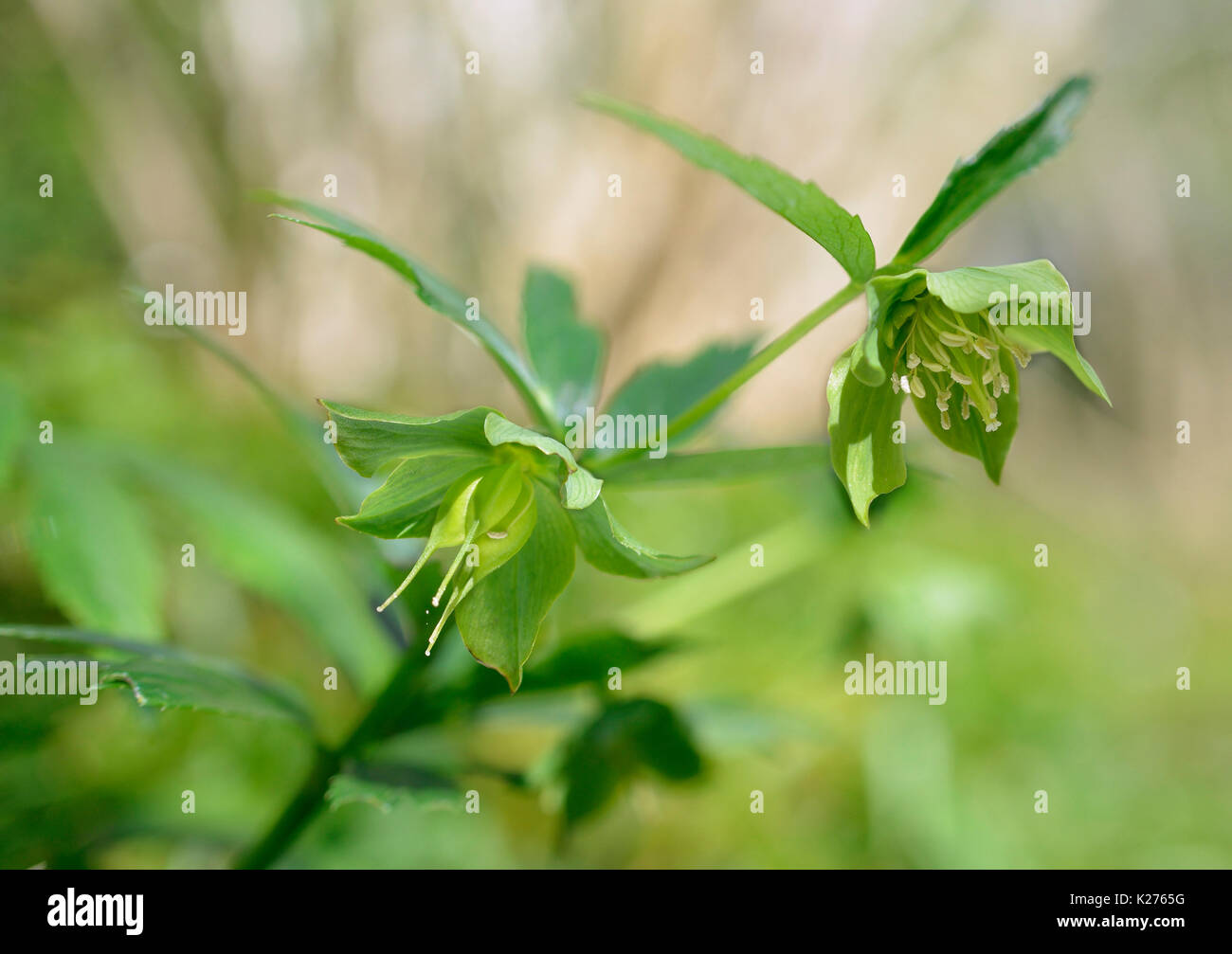 Flower seed pods hires stock photography and images Alamy