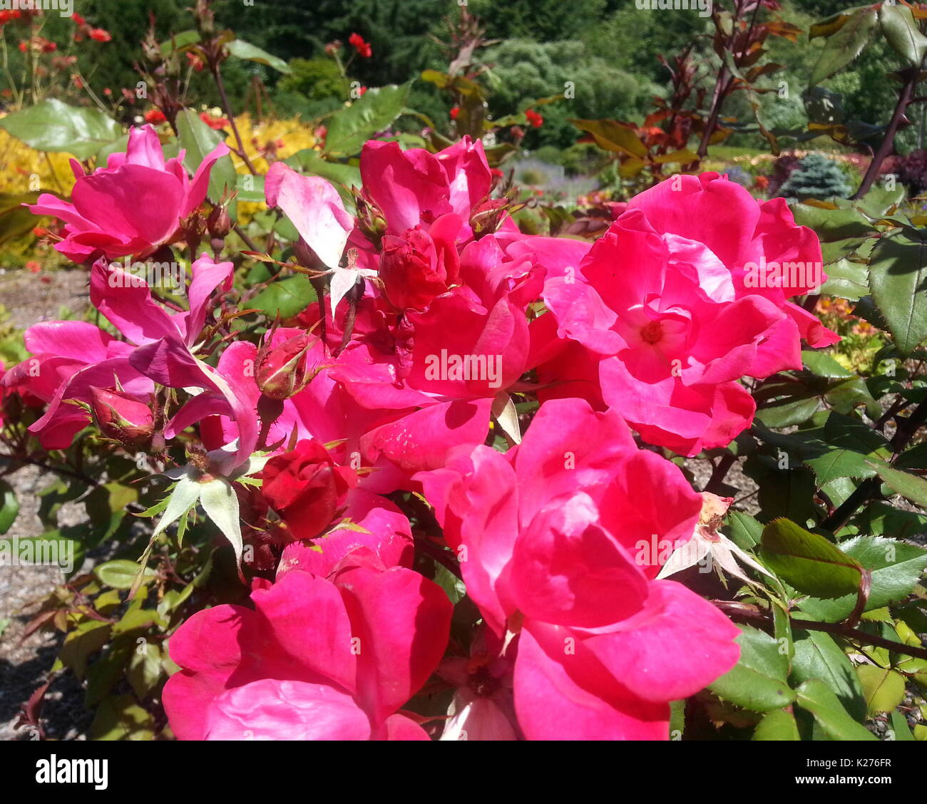 Knockout hi-res stock photography and images - Alamy