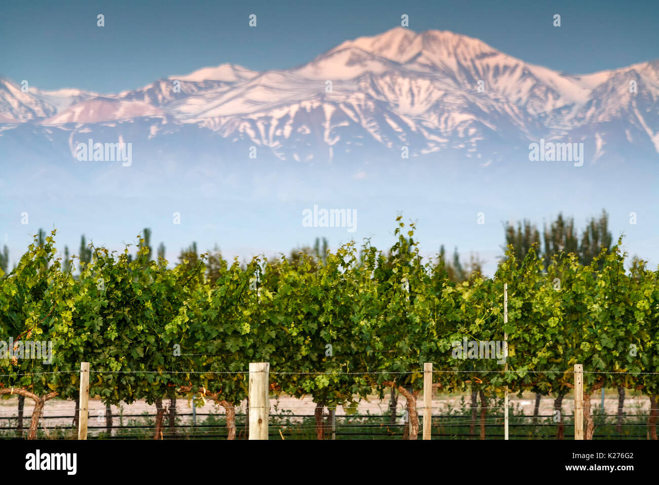 Snowcovered Plata Peak (20,341 ft.) and vineyards, near Tupungato